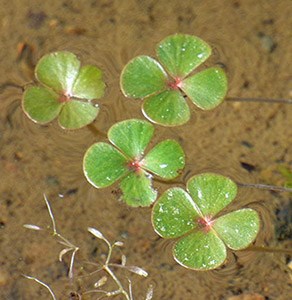 Water-clover sp - Marsilea strigosa © John Muddeman
